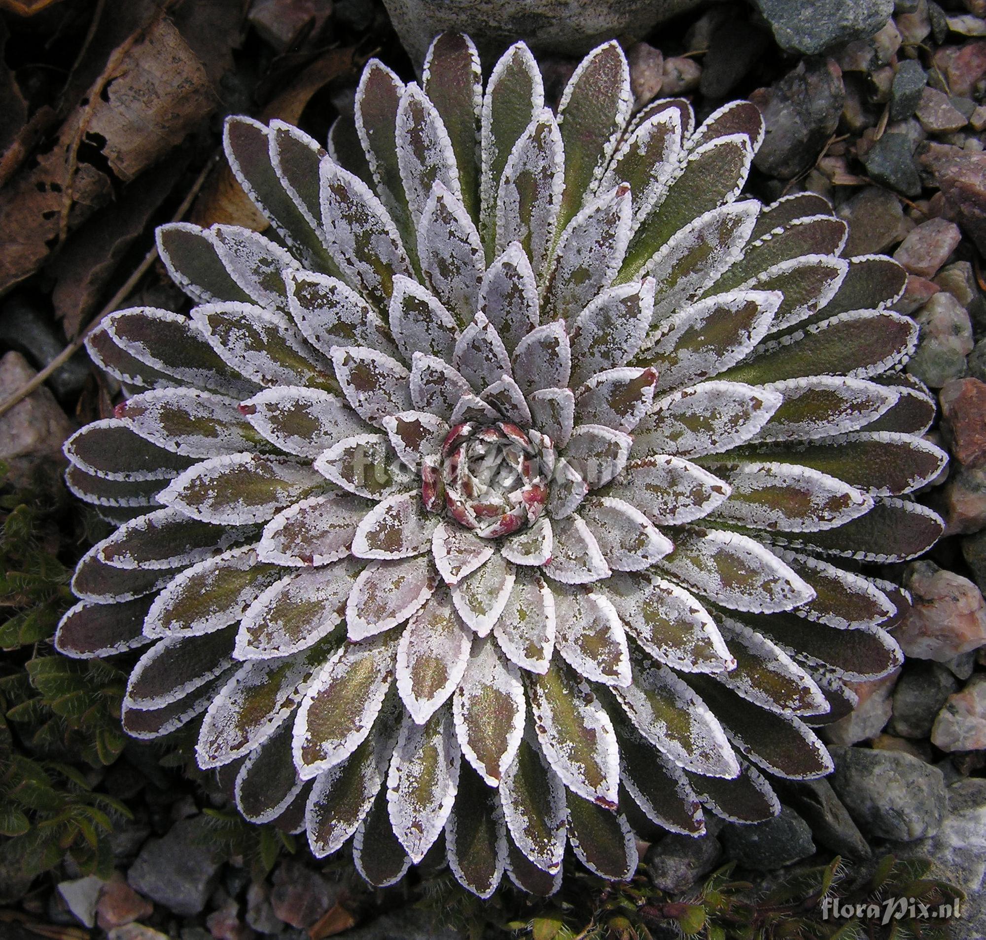 Saxifraga longifolia