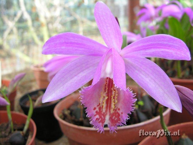 Pleione brigadoon