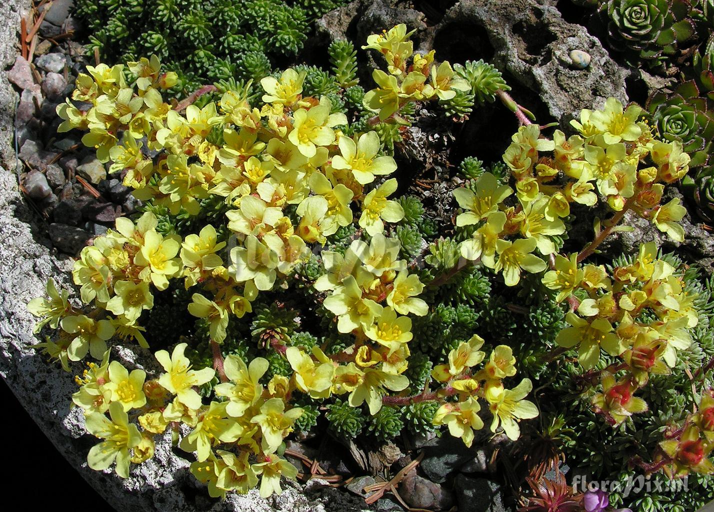 Saxifraga X borisii 