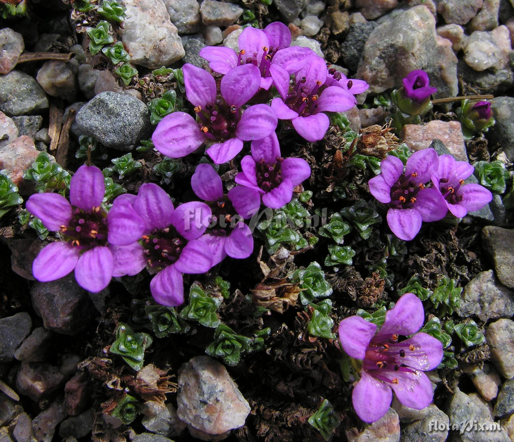 Saxifraga oppositifolia