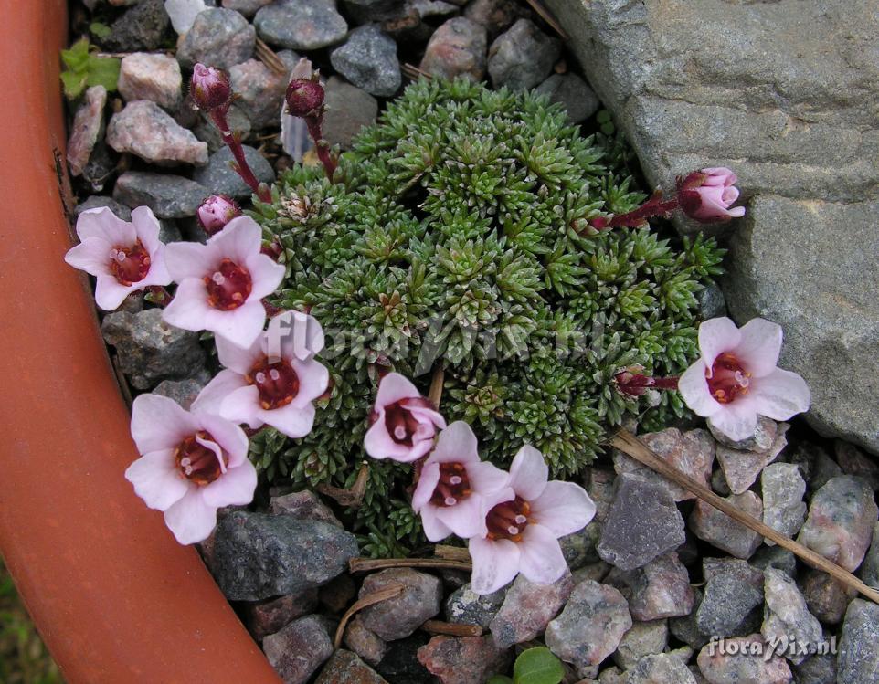 Saxifraga X irvingii 