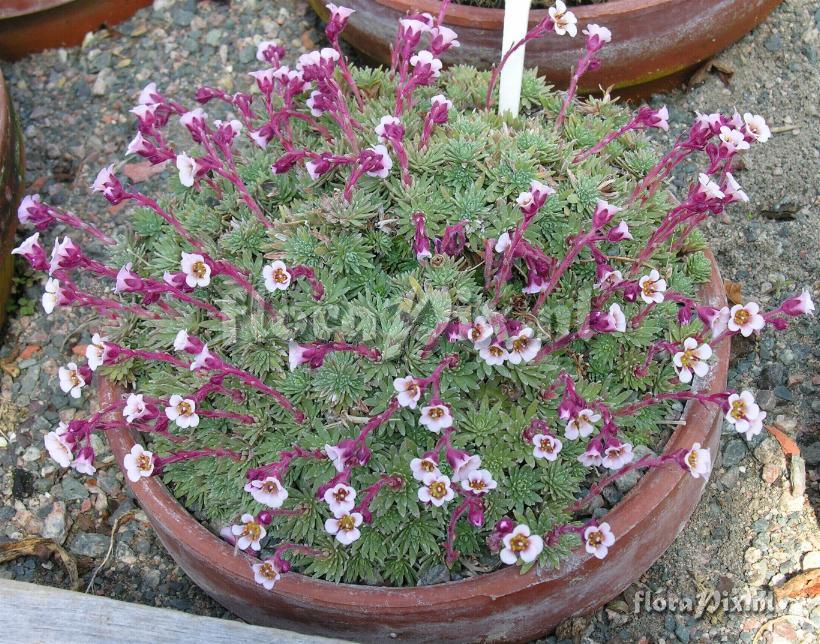 Saxifraga X kellereri 