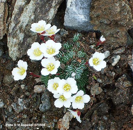 Saxifraga burseriana var burseriana