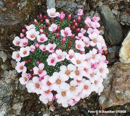 Saxifraga x iranica Laika