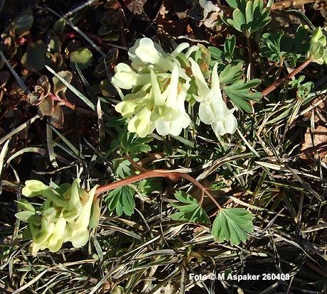 Corydalis malkensis