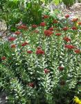 Sedum integrifolium