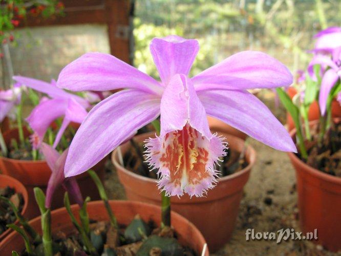 Pleione rakata