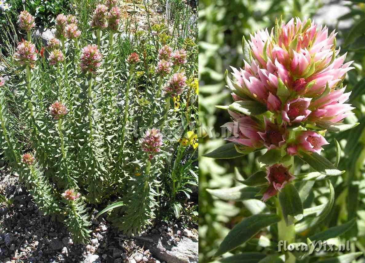 Sedum rhodanthum