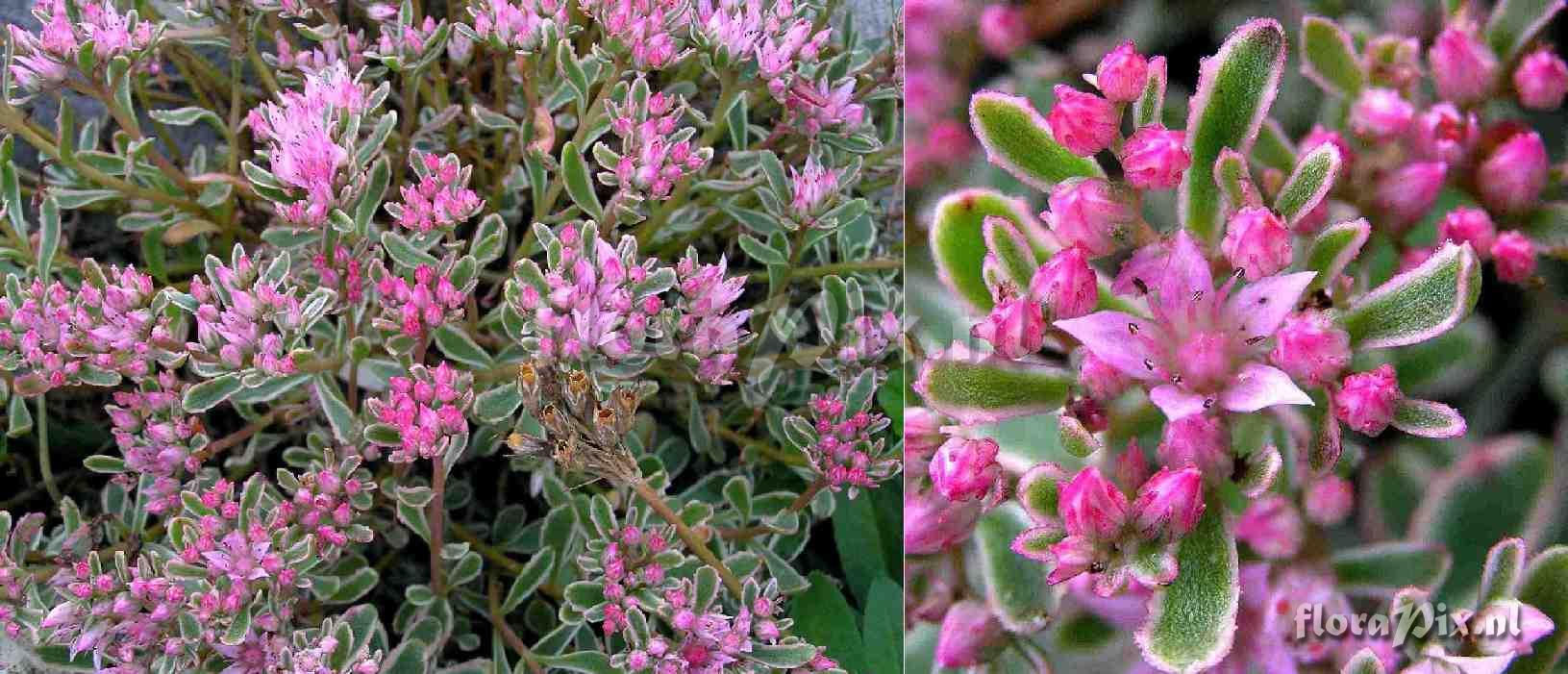 Sedum spurium