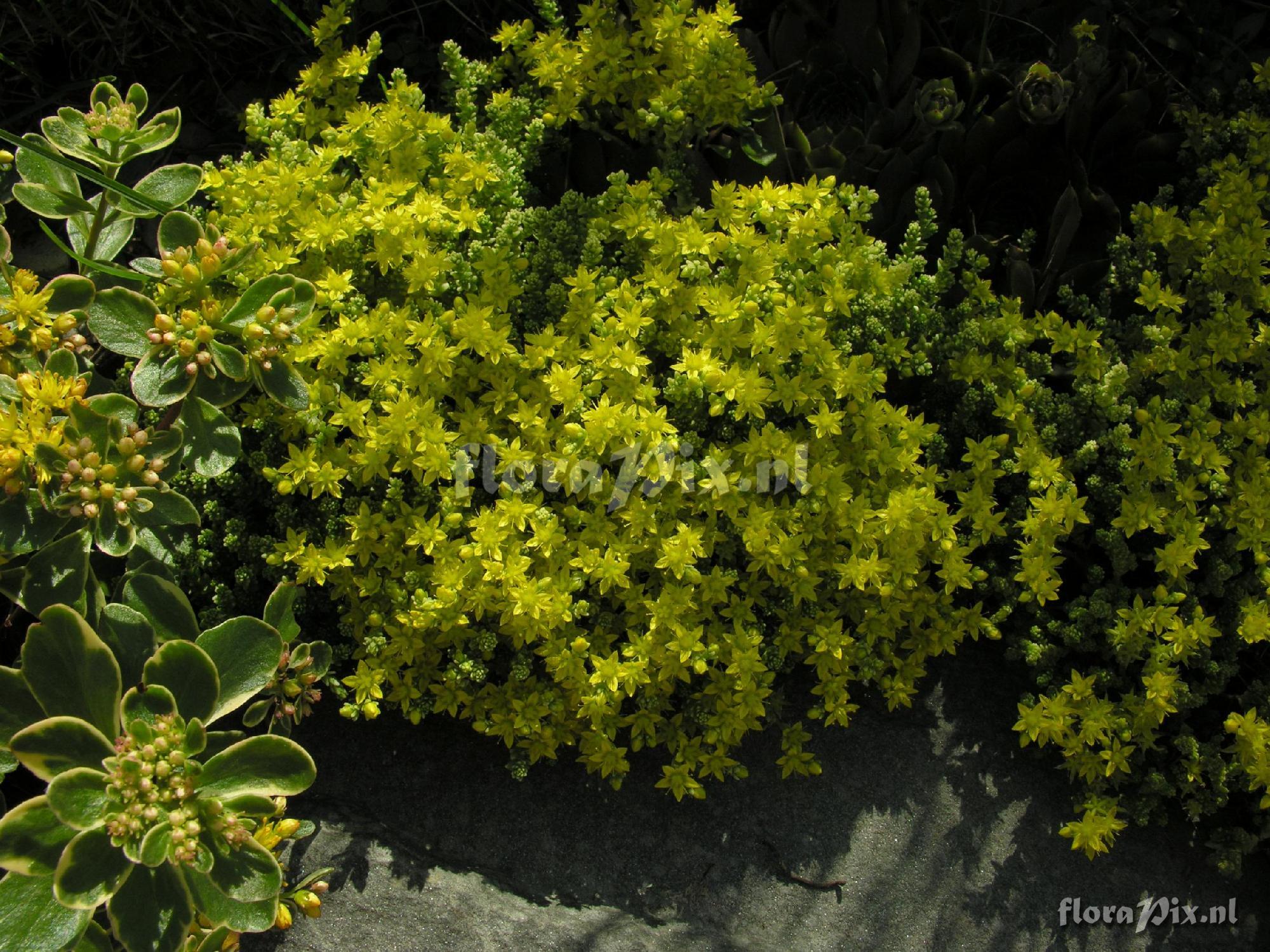 Sedum acre 