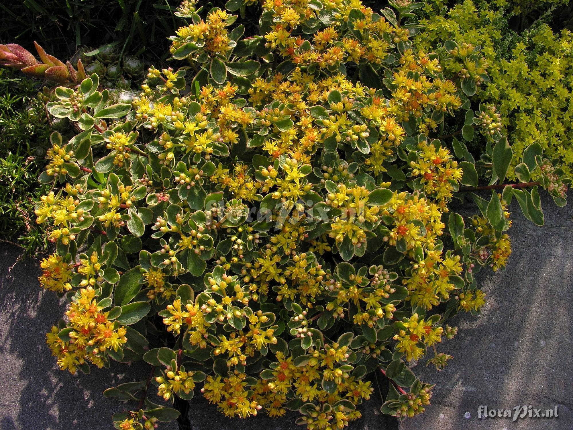 Sedum kamtschaticum 