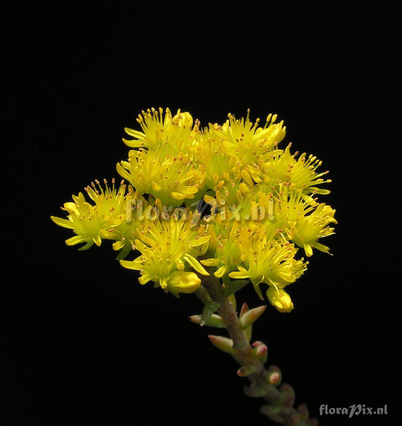 Sedum reflexum