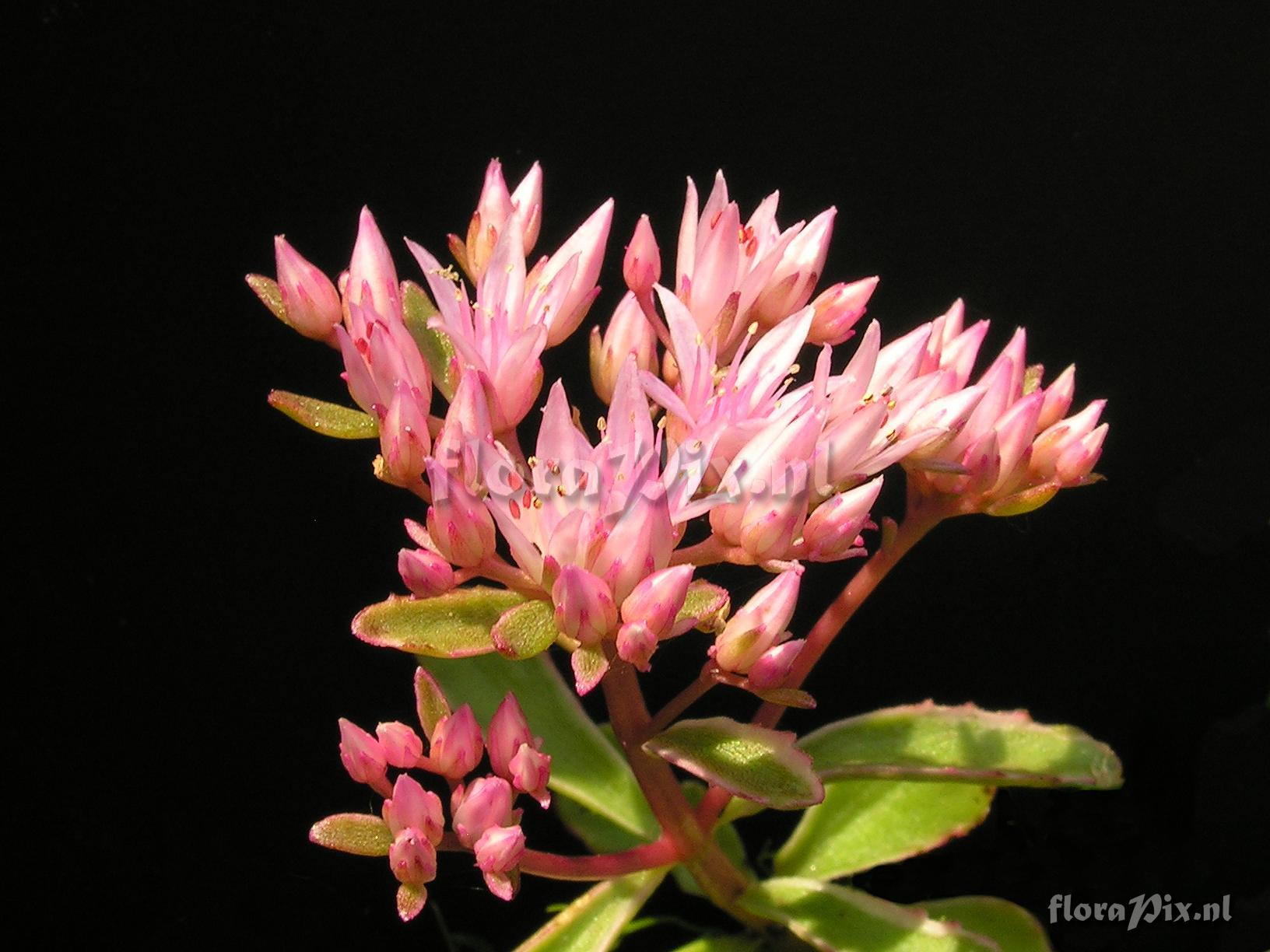 Sedum spurium 