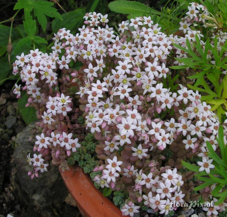 Sedum album