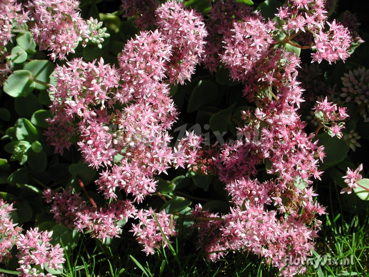 Sedum ewersii