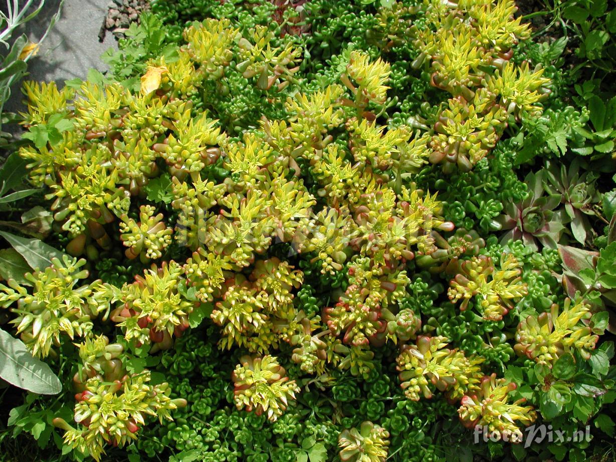 Sedum oreganum