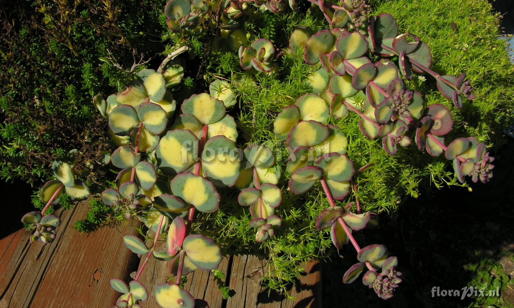 Sedum sieboldii 