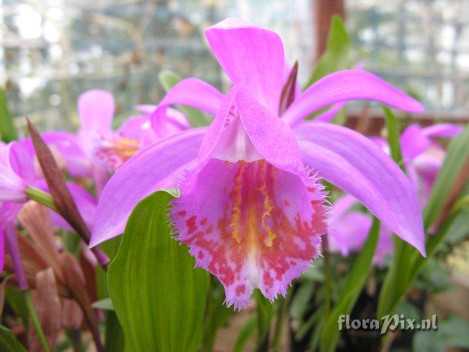 Pleione versailles x pogonoides