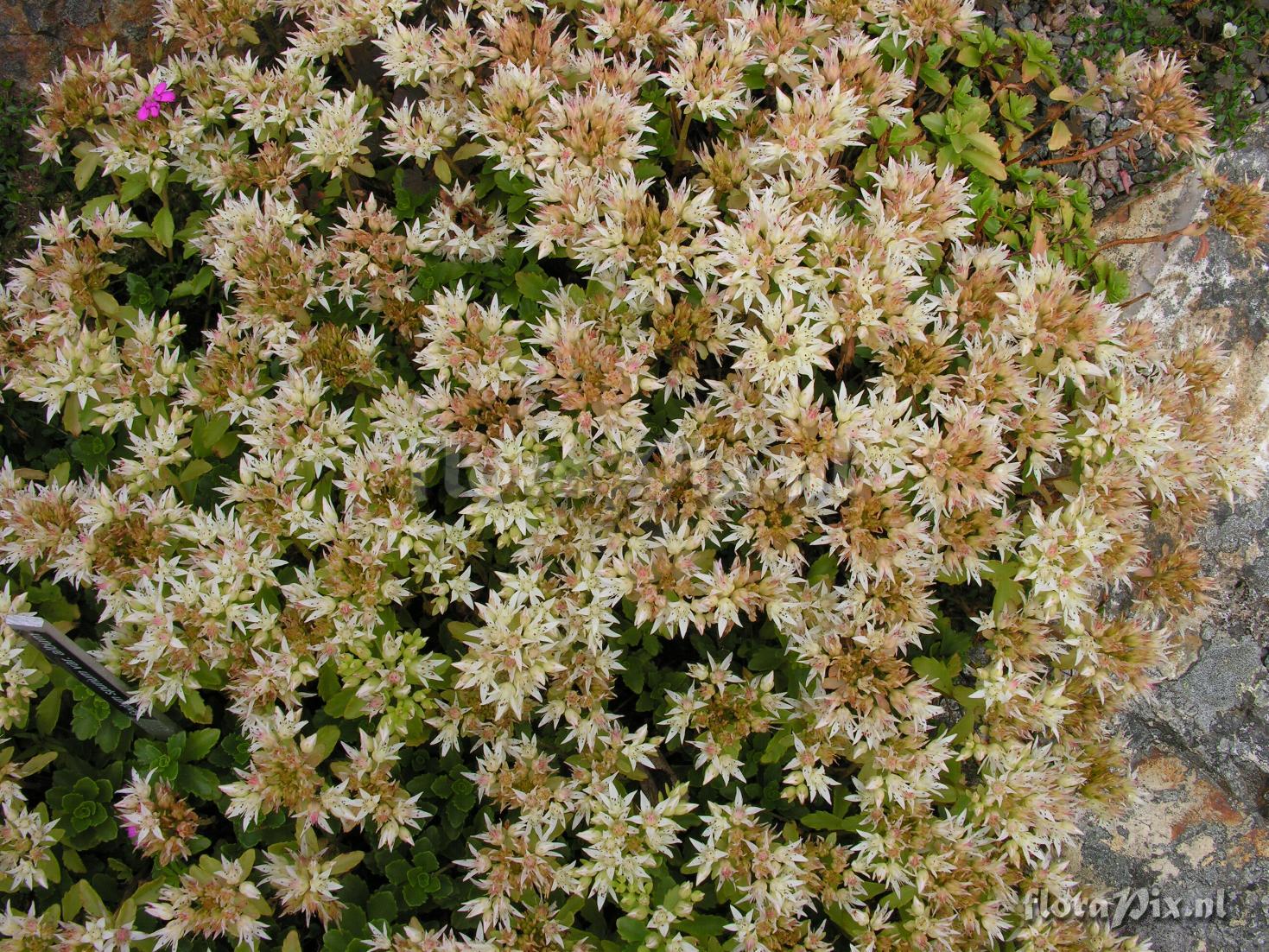 Sedum spurium 