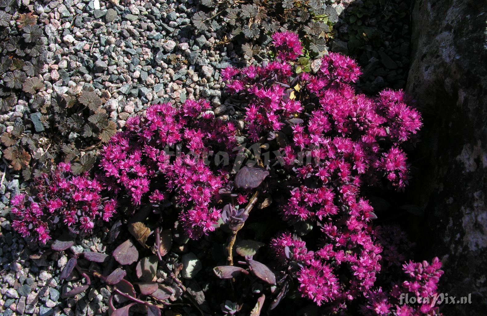 Sedum cauticola