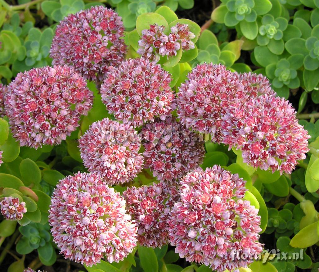 Sedum anacampseros