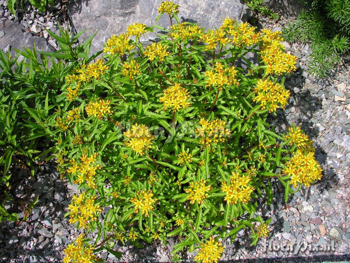 Sedum middendorfianum