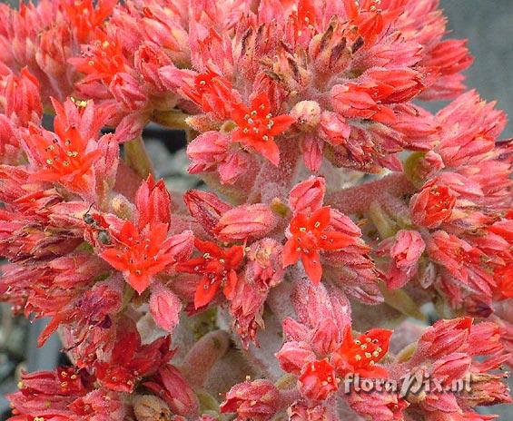 Sedum sempervivoides