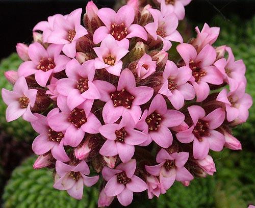 Sedum pilosum