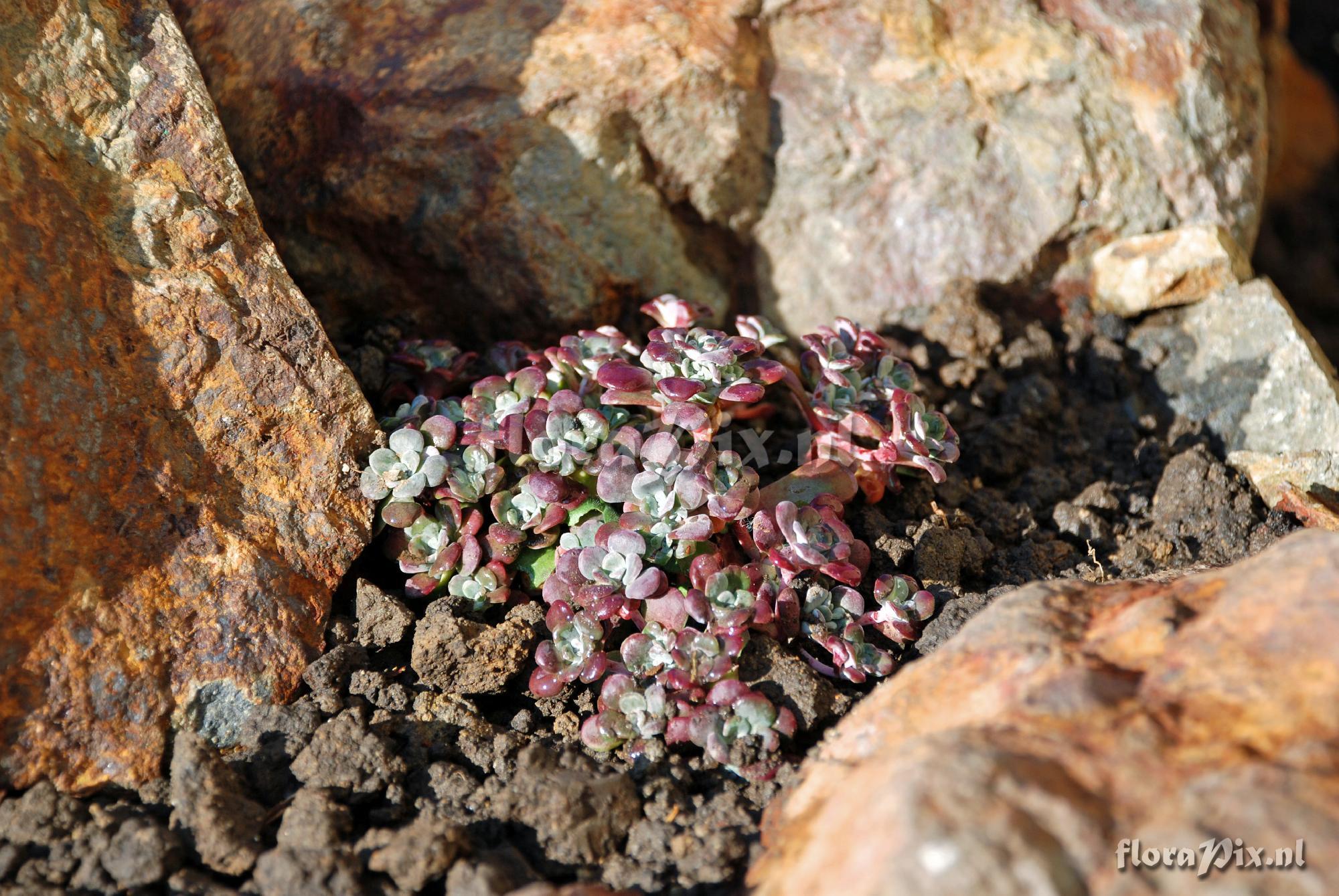 Sedum spathulifolium purpureum