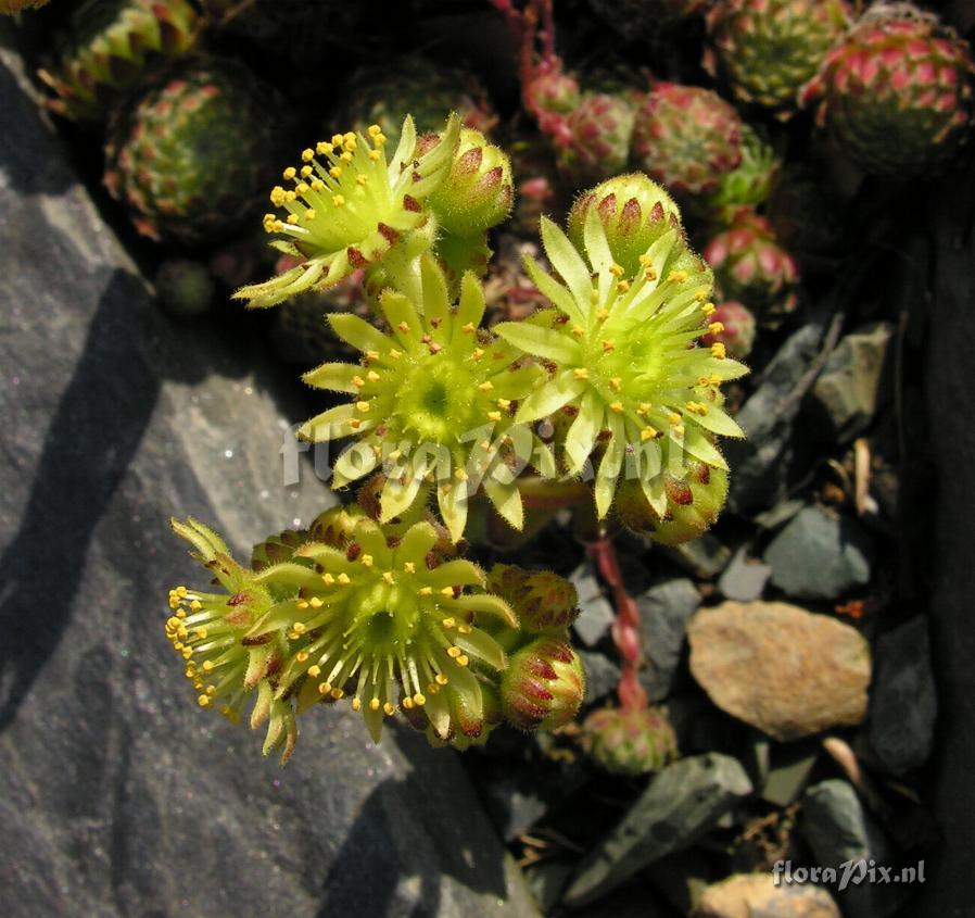 Sempervivum ciliatum