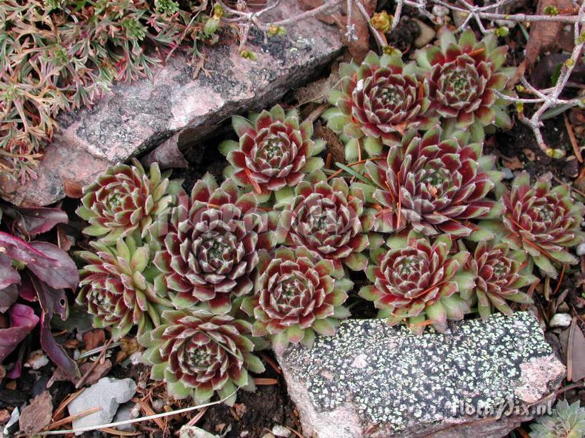 Sempervivum 