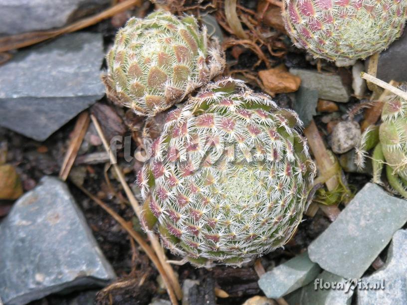 Sempervivum ciliatum