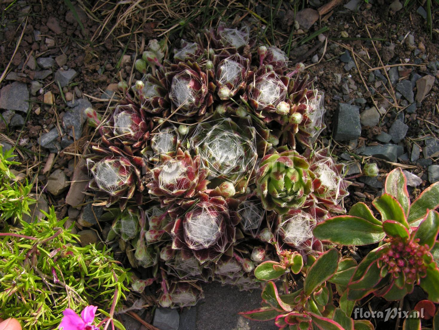 Sempervivum arachnoideum