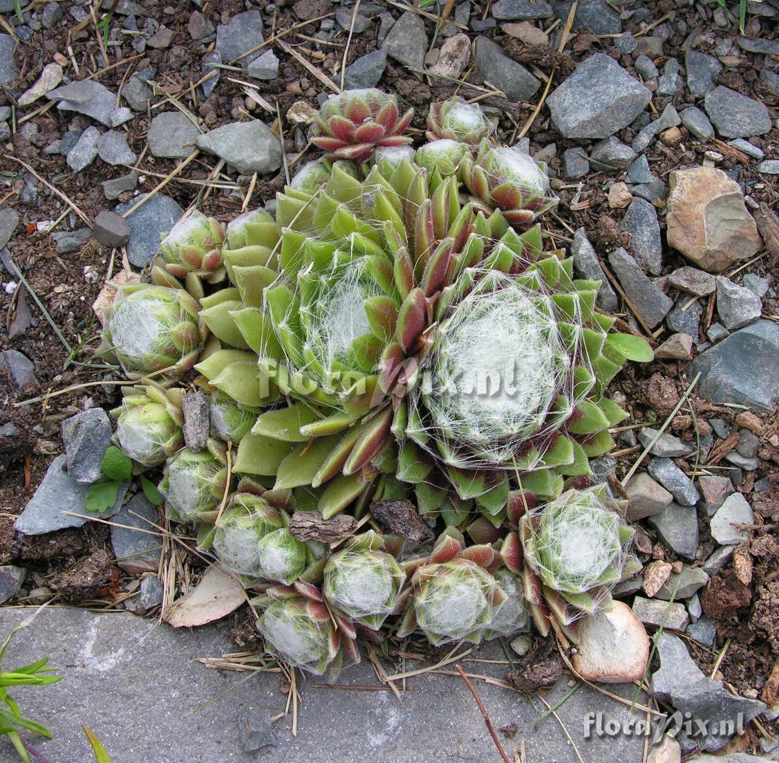 Sempervivum 