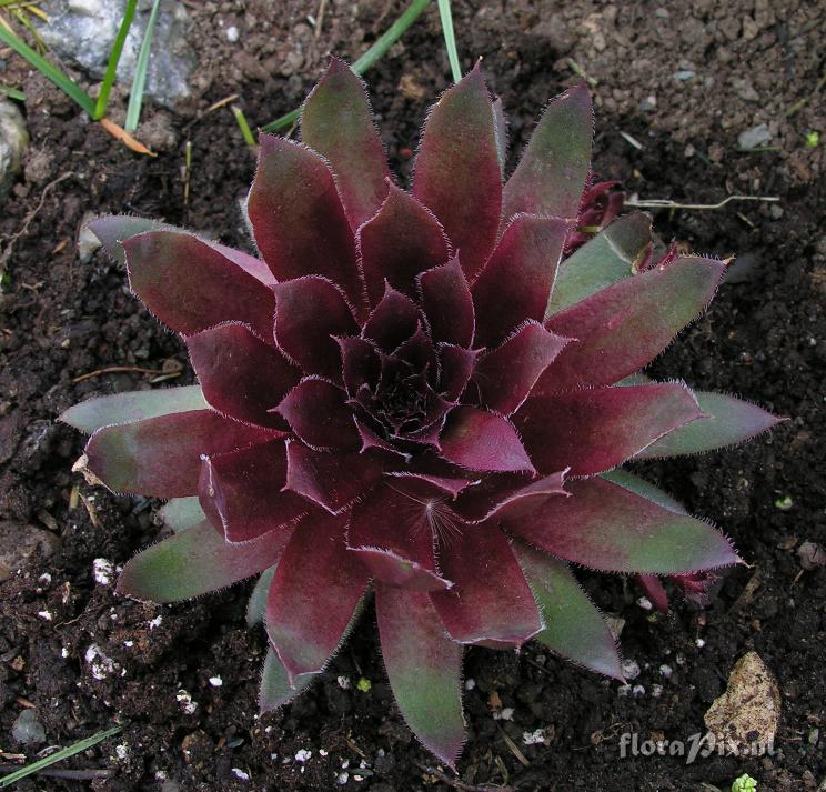 Sempervivum 