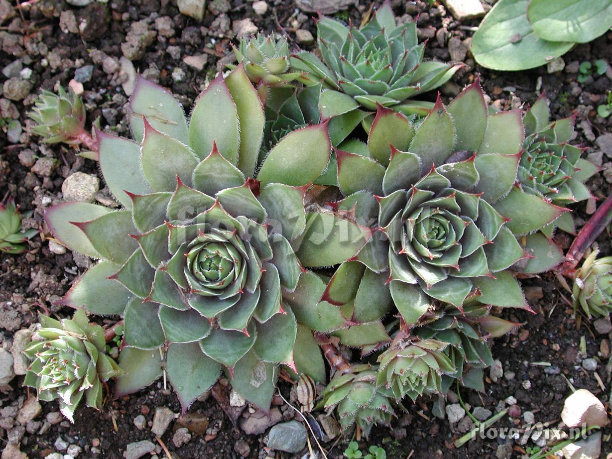 Sempervivum 