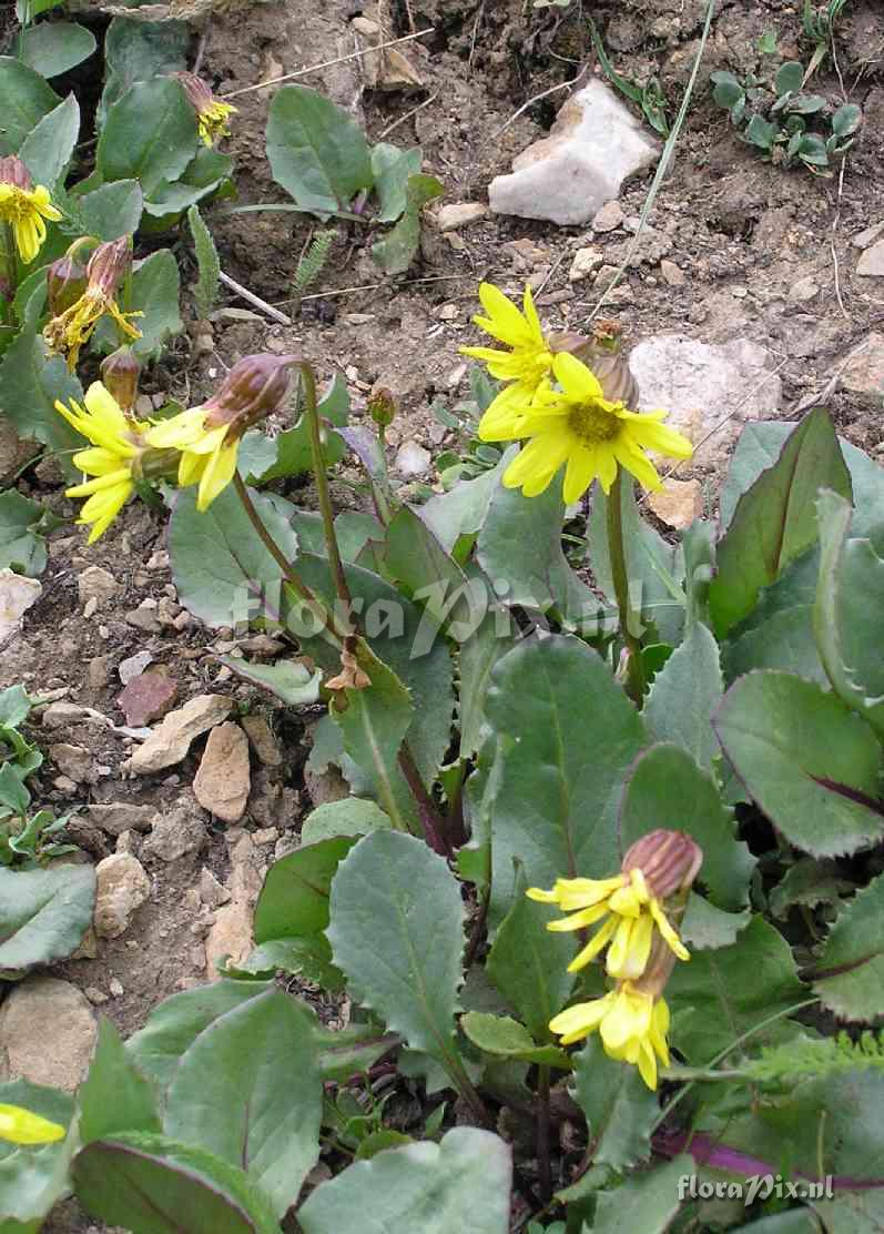 Senecio amplectans var. holmii