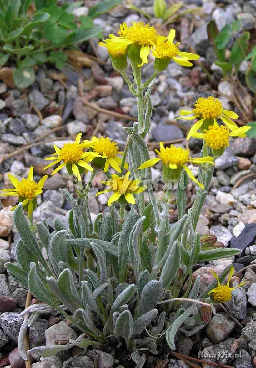 Senecio canus