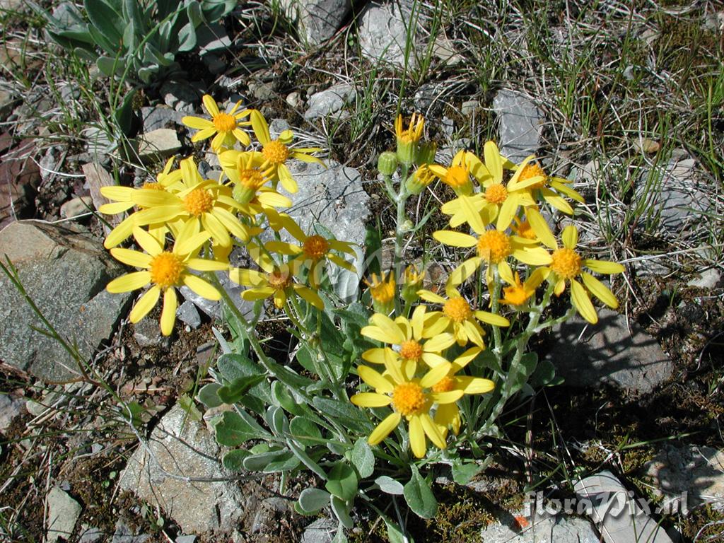 Senecio canus