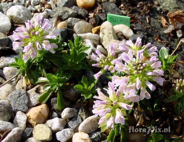 Thlaspi bellidifolium