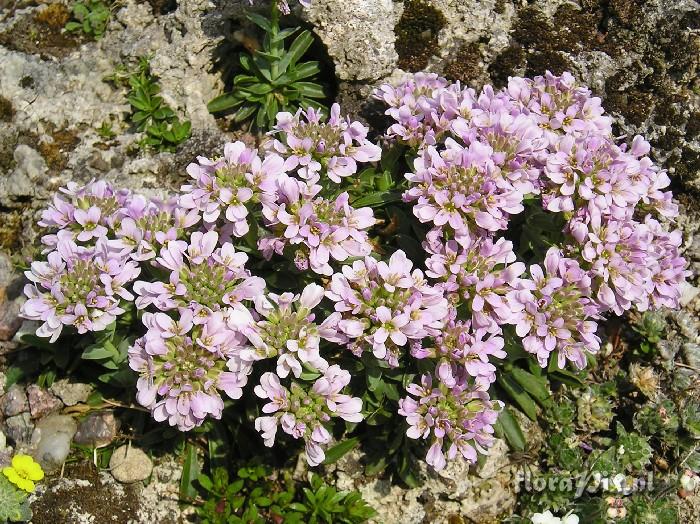 Thlaspi bellidifolium