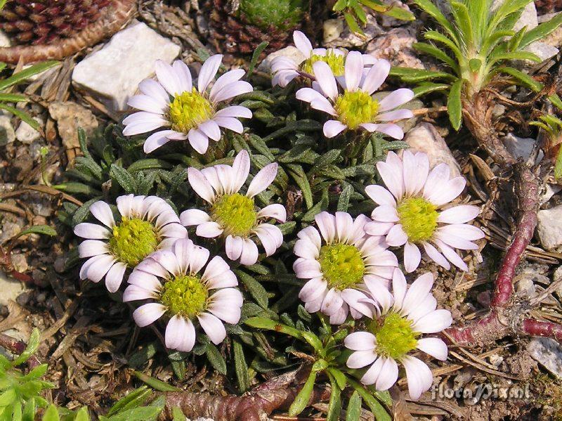 Townsendia leptotes