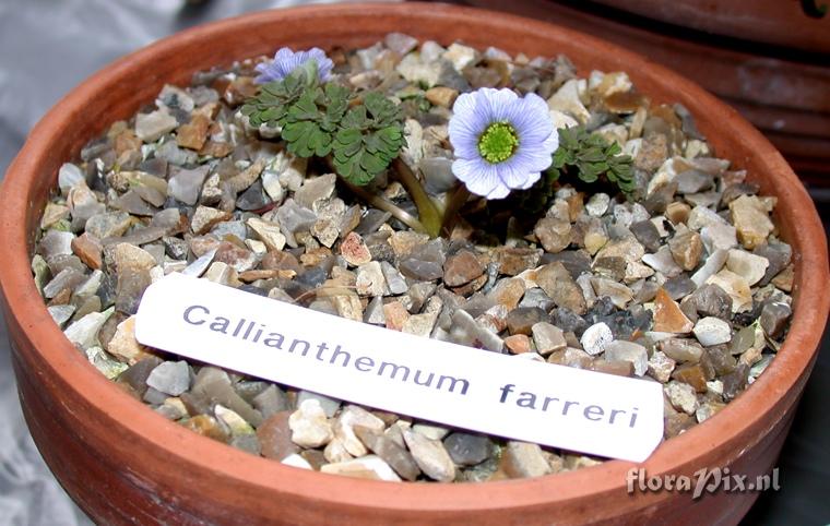 Callianthemum farreri