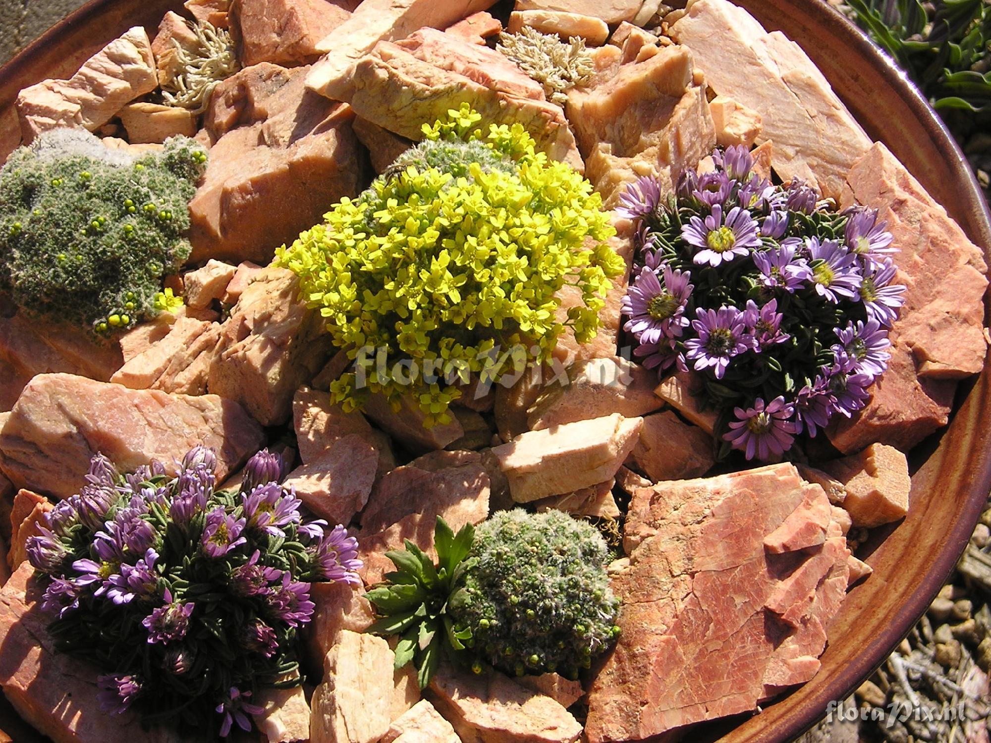 Townsendia cf leptotes with Draba