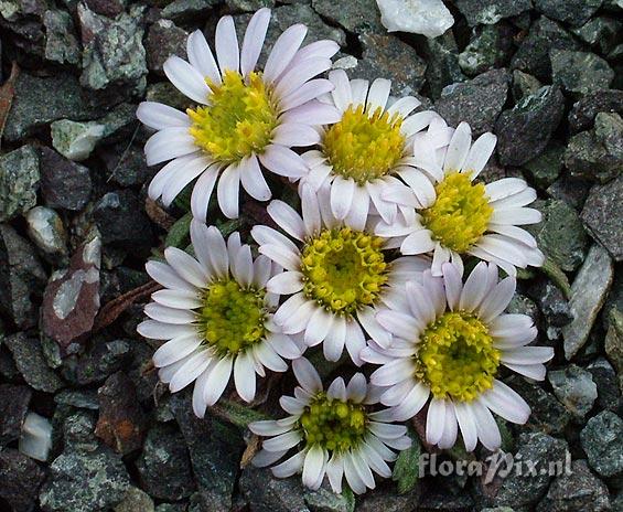 Townsendia leptotes