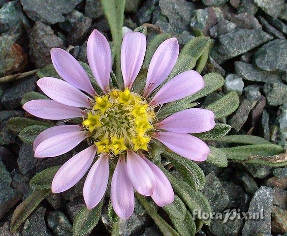 Townsendia leptotes