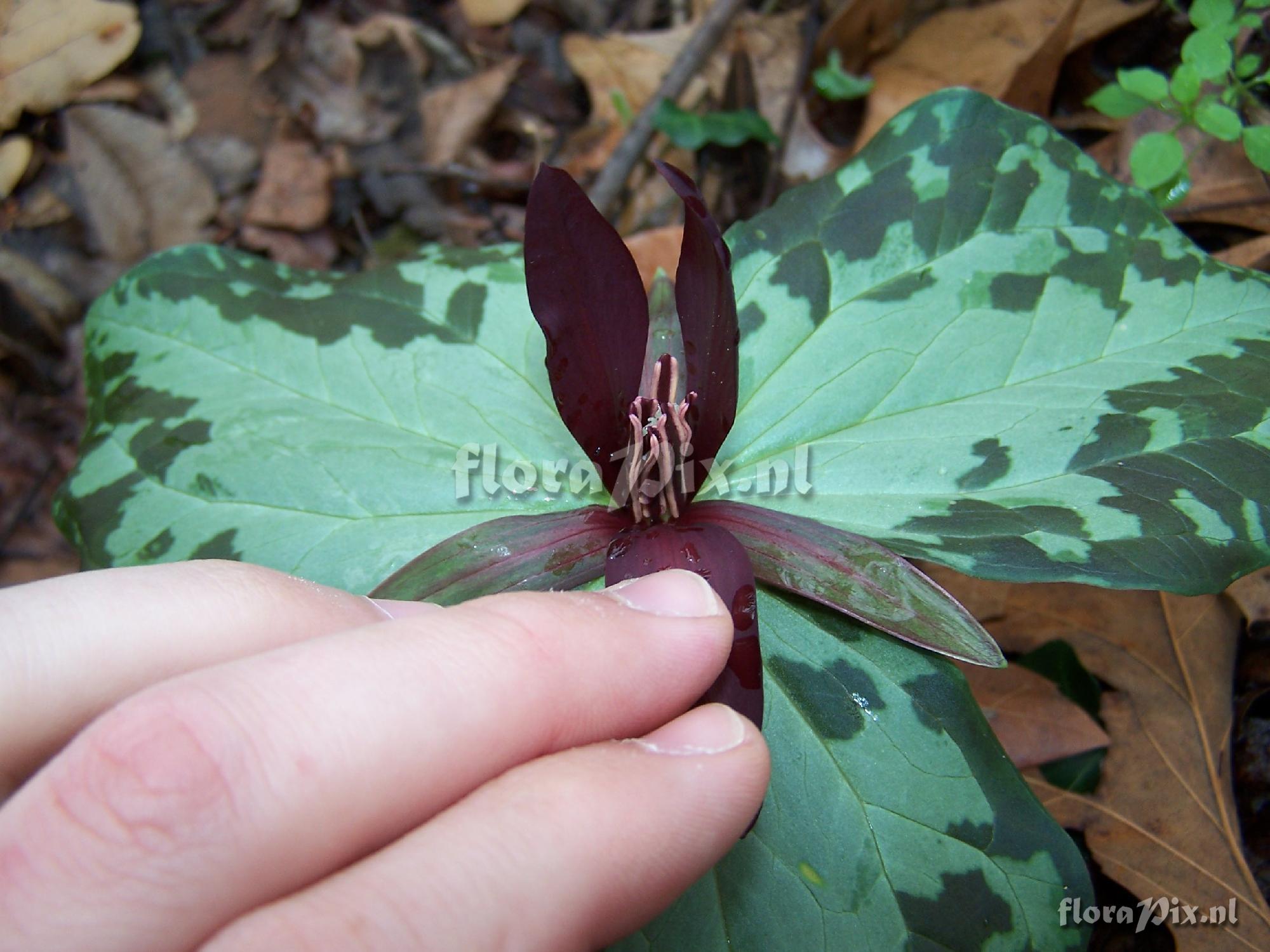 Trillium foetidissimum - maybe