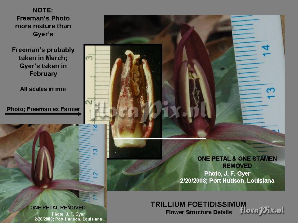 Trillium foetidissimum