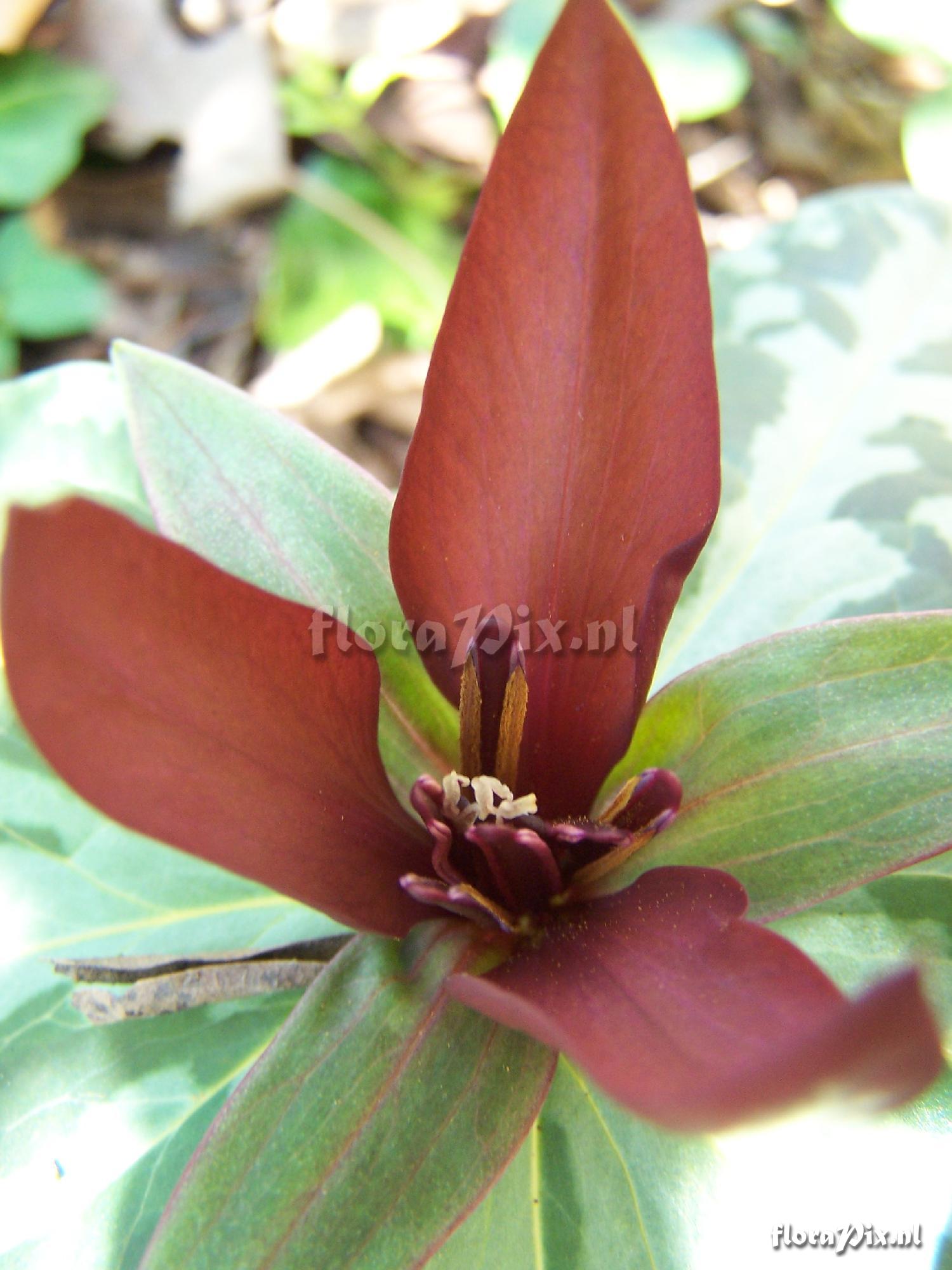 Trillium cf. foetidissimum