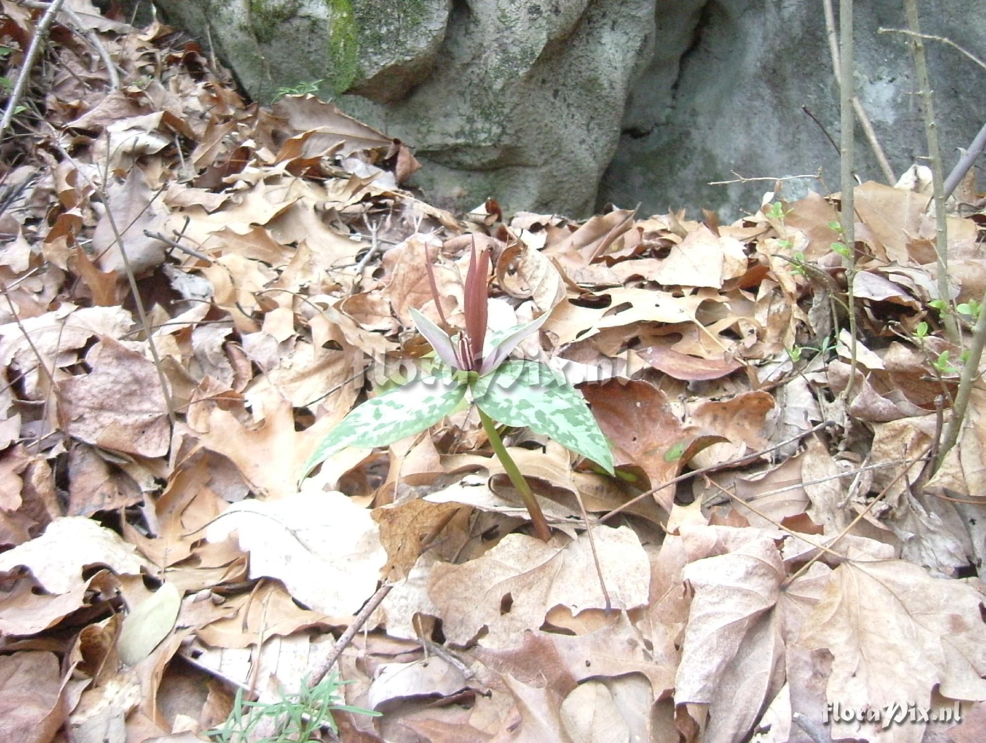 Trillium cuneatum